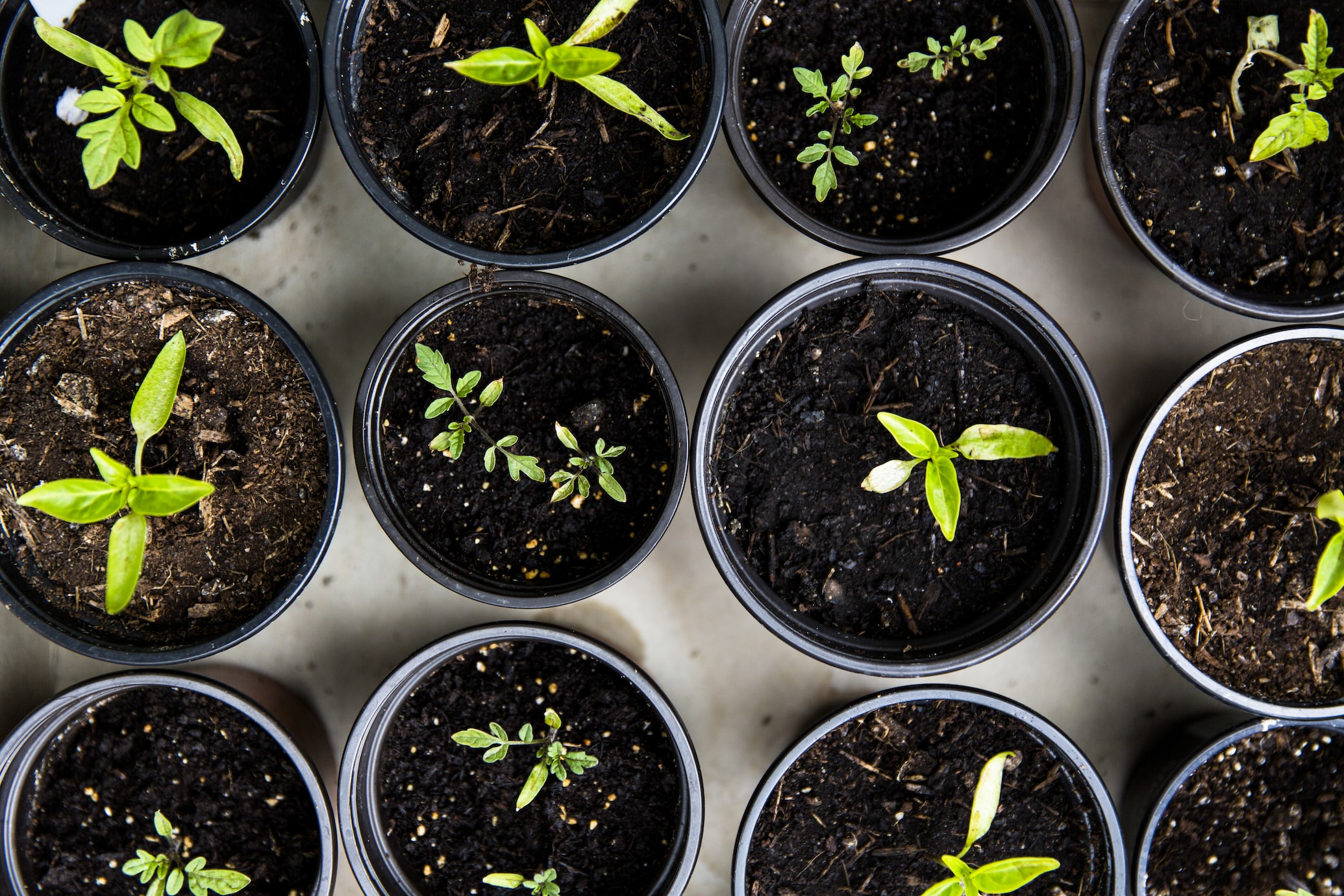 CHOOSING YOUR PLANTS