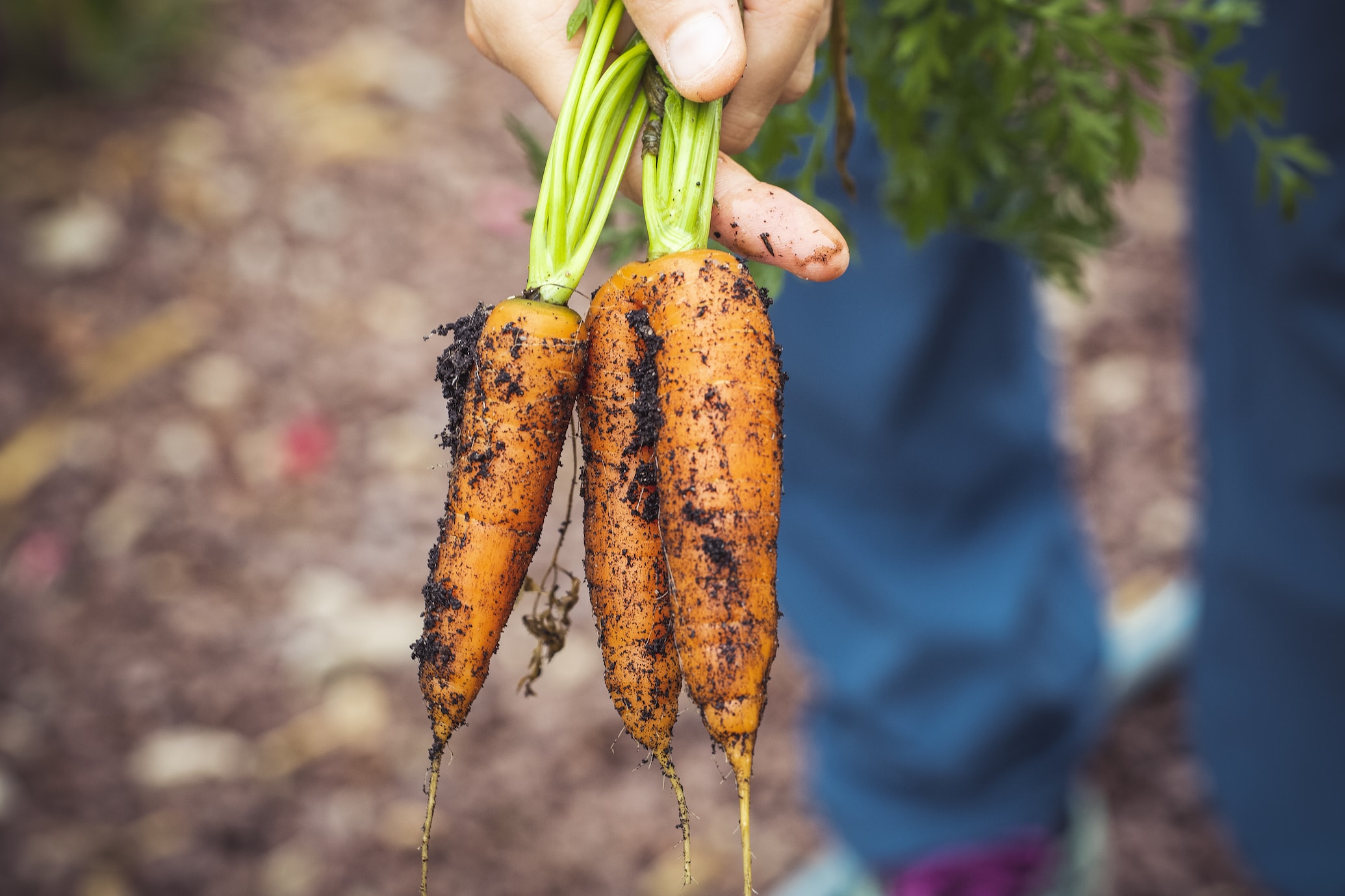 Harvesting