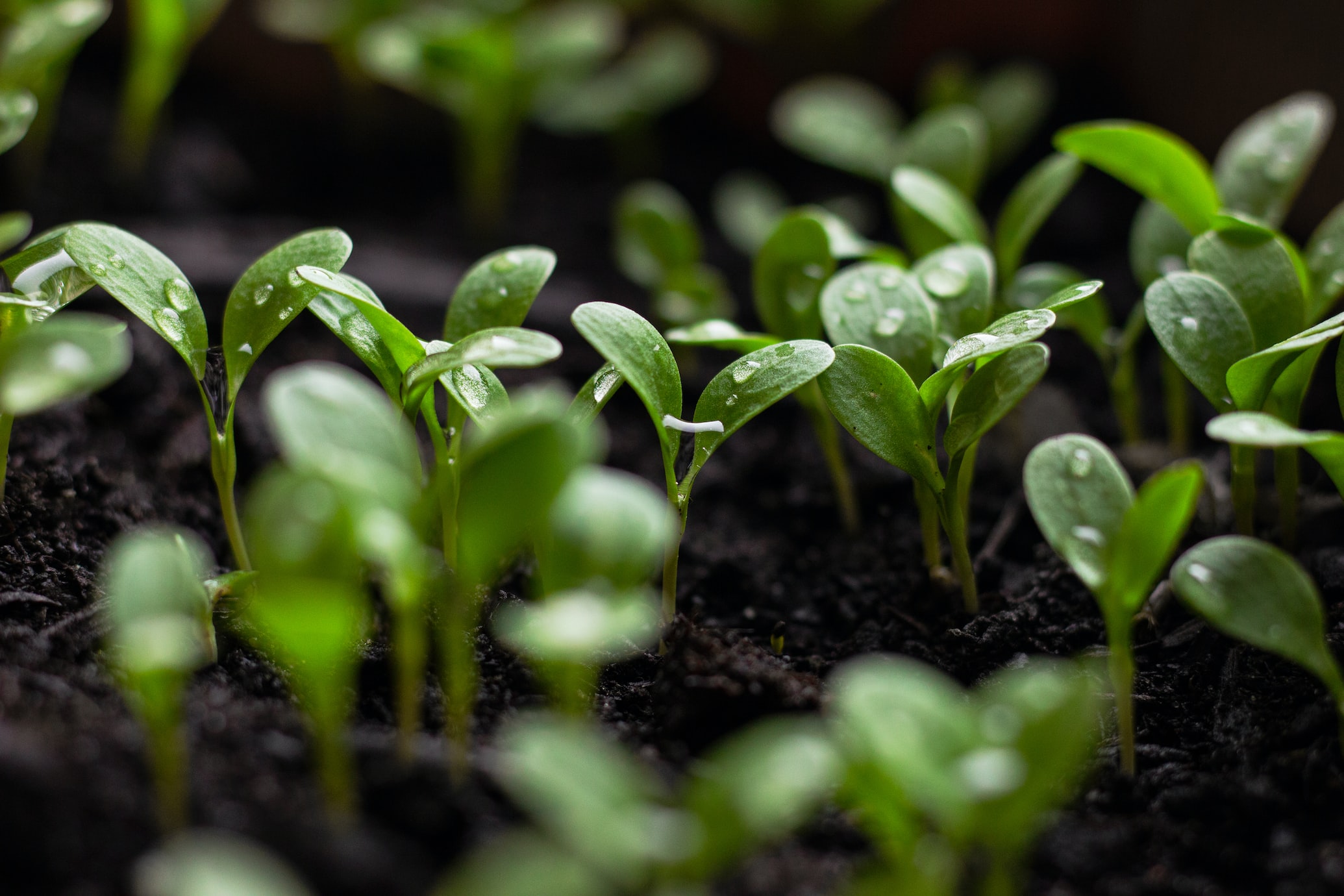 Pruning and Training